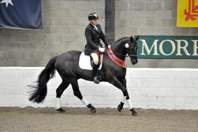 Dressage. Morris Equestrian