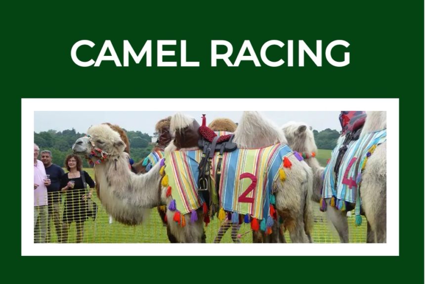 camel racing at northaw